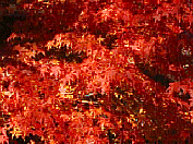 �����݂���