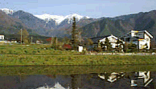 ��PINE HILL�i1996�N�T���j��