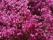 ����R�U�P��