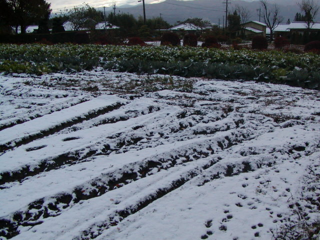 ◆11月5日朝、里にも初雪◆