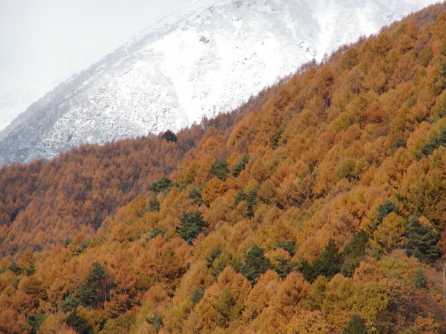 ◆中央アルプスと紅葉した唐松◆