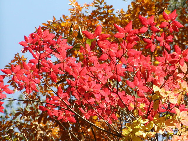 ◆山躑躅の紅葉◆