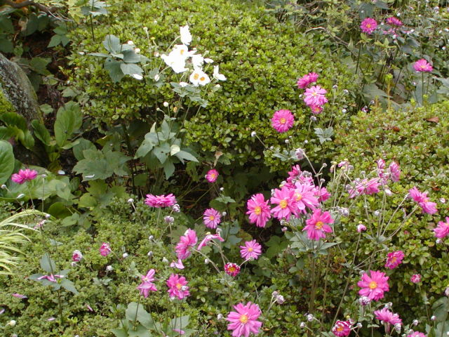 ◆貴船菊(きぶねぎく)秋明菊◆