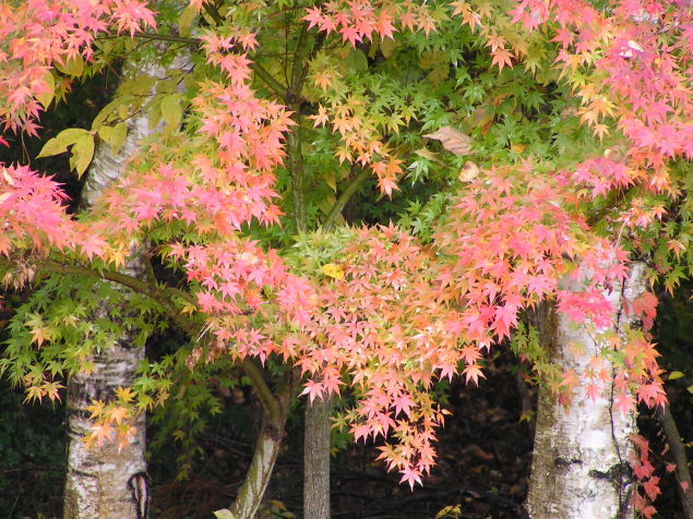 ◆黄色い紅葉◆