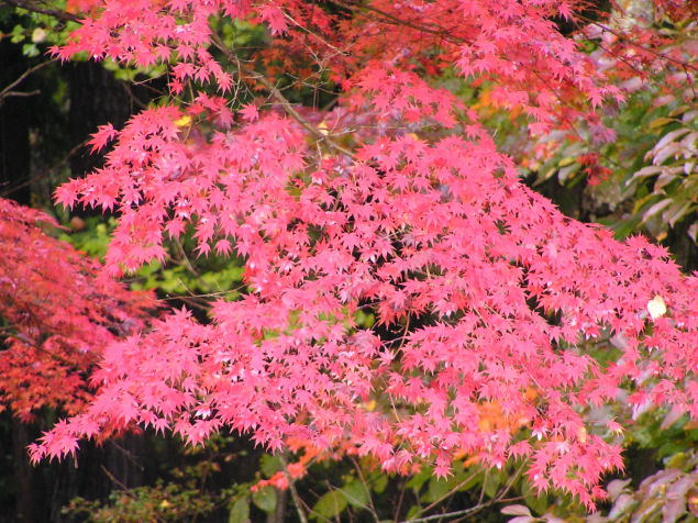 ◆紅葉◆