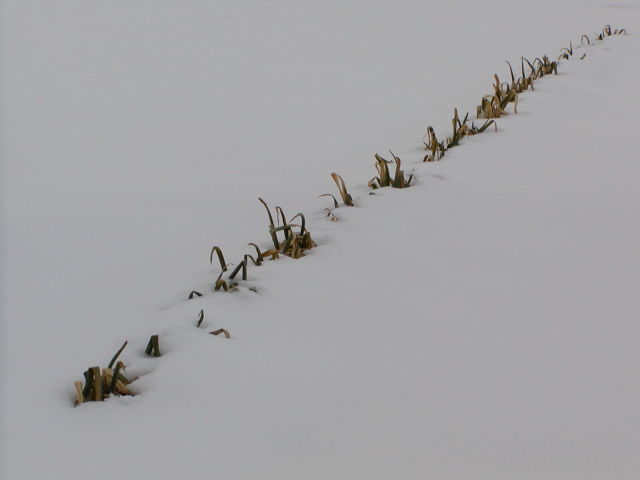 ◆雪の中のネギ◆
