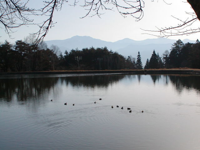 ◆大沼湖の鴨(カモ)◆