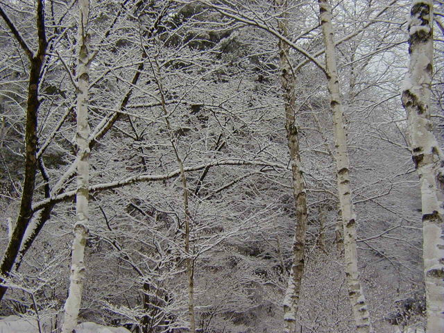 ◆雪景色その1◆