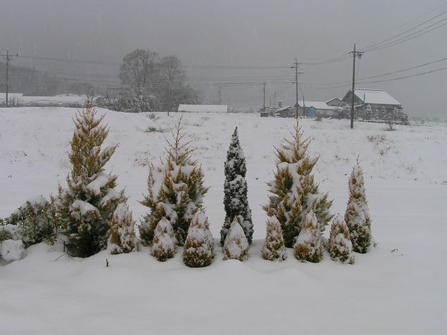 ◆雪が降った◆