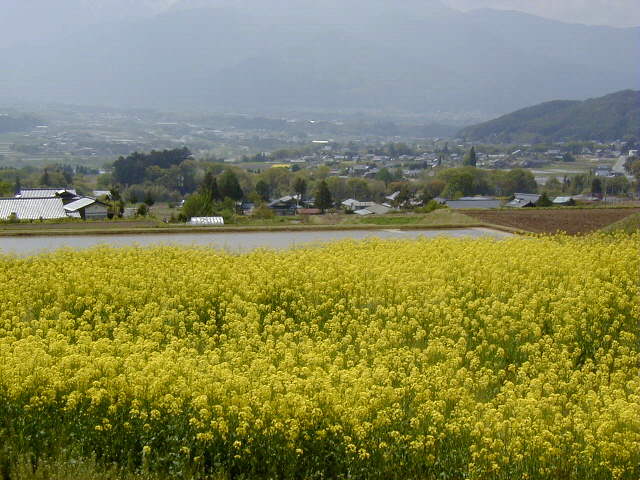 ◆東伊那の菜の花畑◆