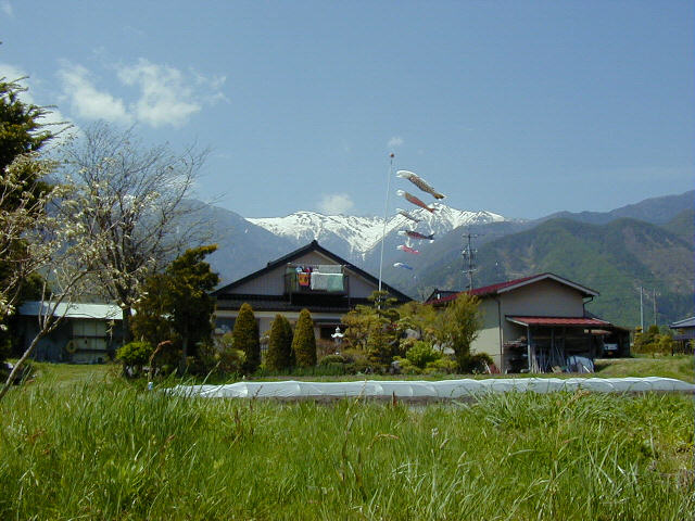 ◆鯉のぼり◆