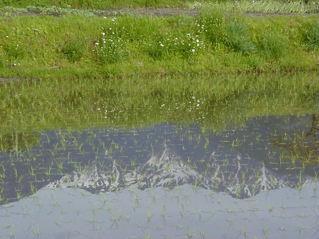 ◆田植え後の水鏡◆