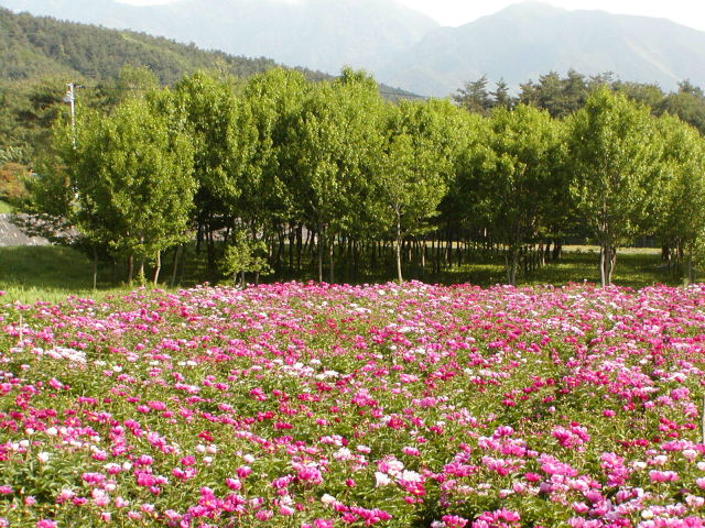 ◆養命酒の芍薬畑◆