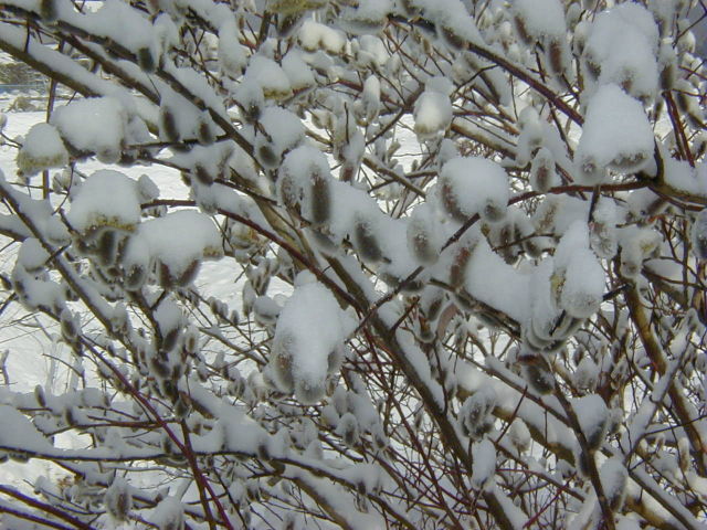 ◆雪とネコヤナギ◆