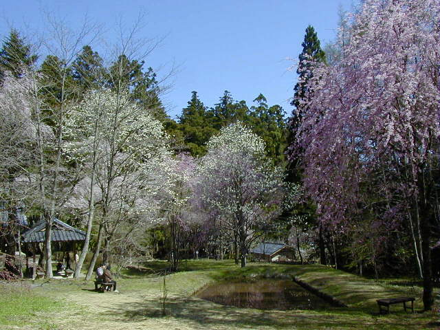 ���h�΂��炭��