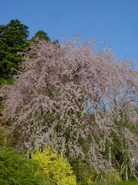 �����ƘA�Ɂ�