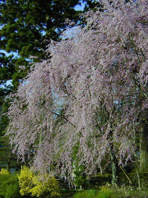 �����炫����遟