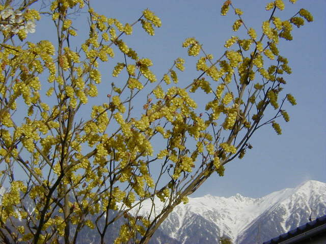 ���L�u�V�炭�i�k���ɂāj��