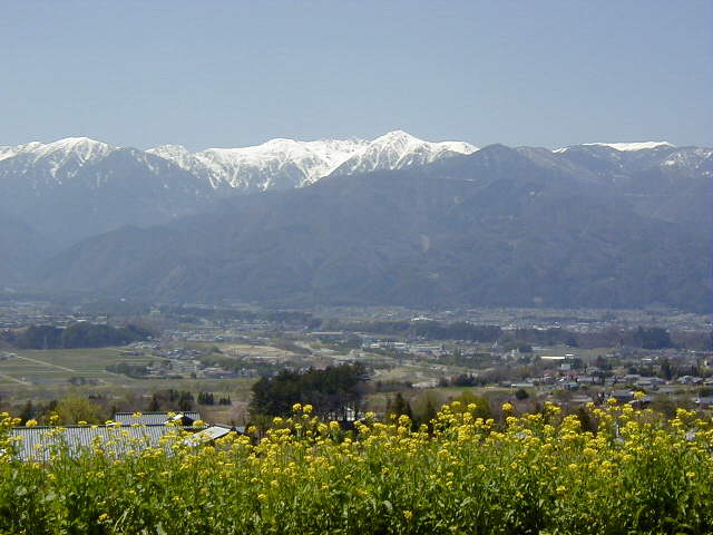 ���؂̉Ԃƒ����A���v�X�i���ɓ߂ɂāj��