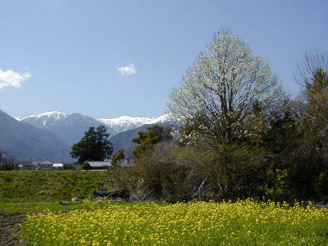 ���؂̉Ԃɐh�΍炭(�k���ɂāj��