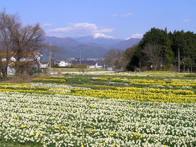 ◆100万本の水仙◆