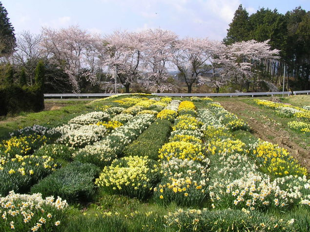◆100万本の水仙◆