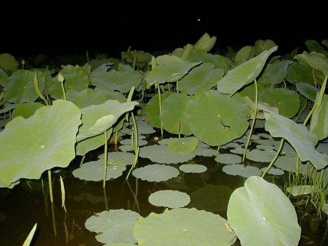◆夜の蓮◆