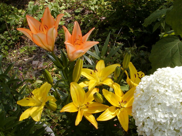 ◆百合と紫陽花◆