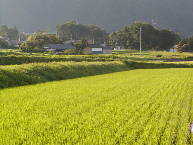 ◆青田◆
