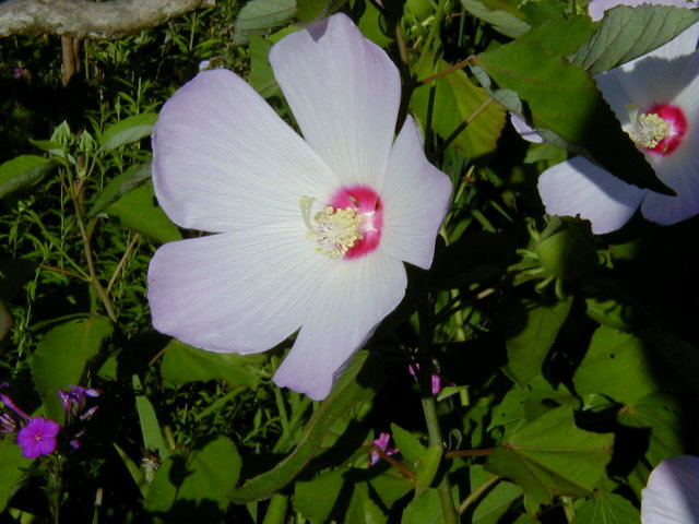 ◆芙蓉◆