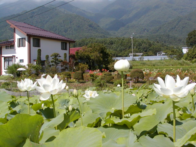 ◆蓮の田圃◆
