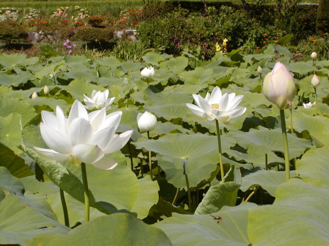 ◆蓮の花が咲いた◆