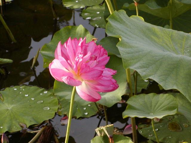 ◆赤い蓮の花◆