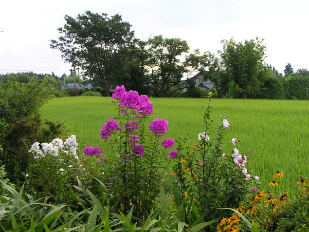 ◆8月の田圃◆