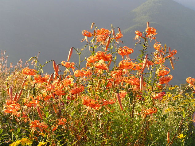 ◆百合の花◆