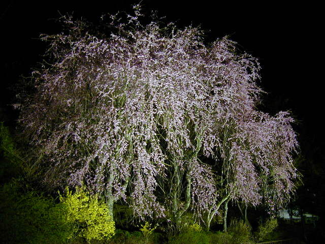 �����O���̍���