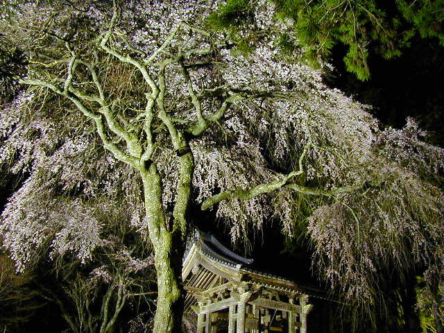 �����O���}������